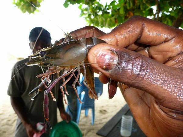 Crevette du Cameroun