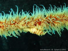 Crevette du corail noir