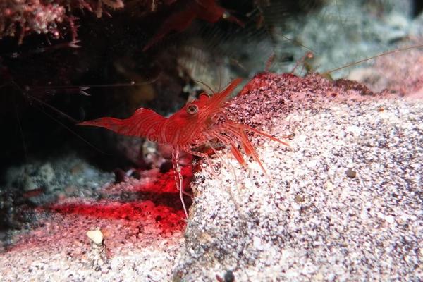 Crevette du genre Rhynchocinetes à la Réunion