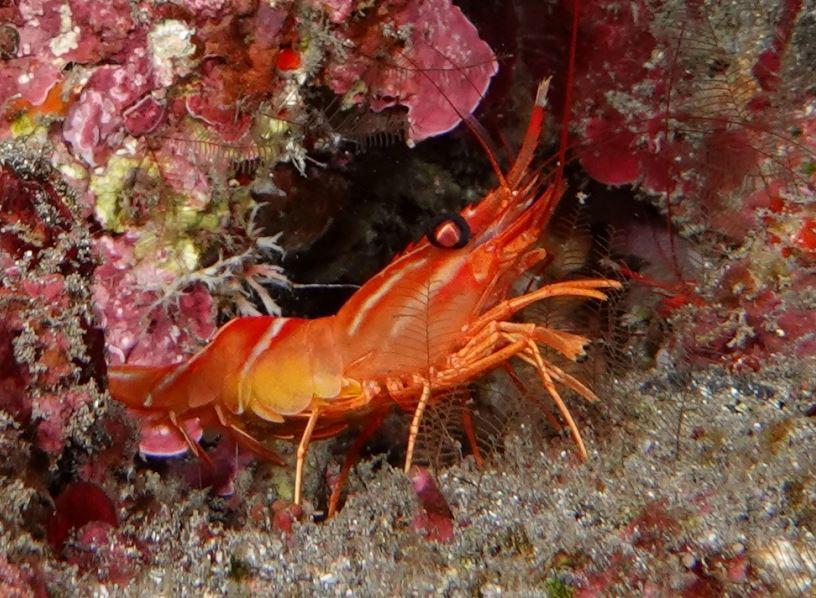 <p>Bonjour Pierre et merci de votre réponse, </p><p>Il y avait non loin une crevette que j'ai identifiée comme <em>Cinetorhynchus concolor</em>.<br...