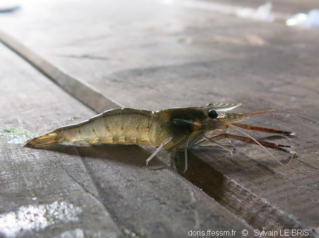 Même région, dans un autre cours d'eau, est ce la même espèce ?<br />Taille environ 4 cm. Elle a été sortie de l'eau le temps de prendre la photo u...