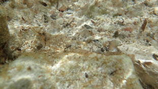 crevette Majorque