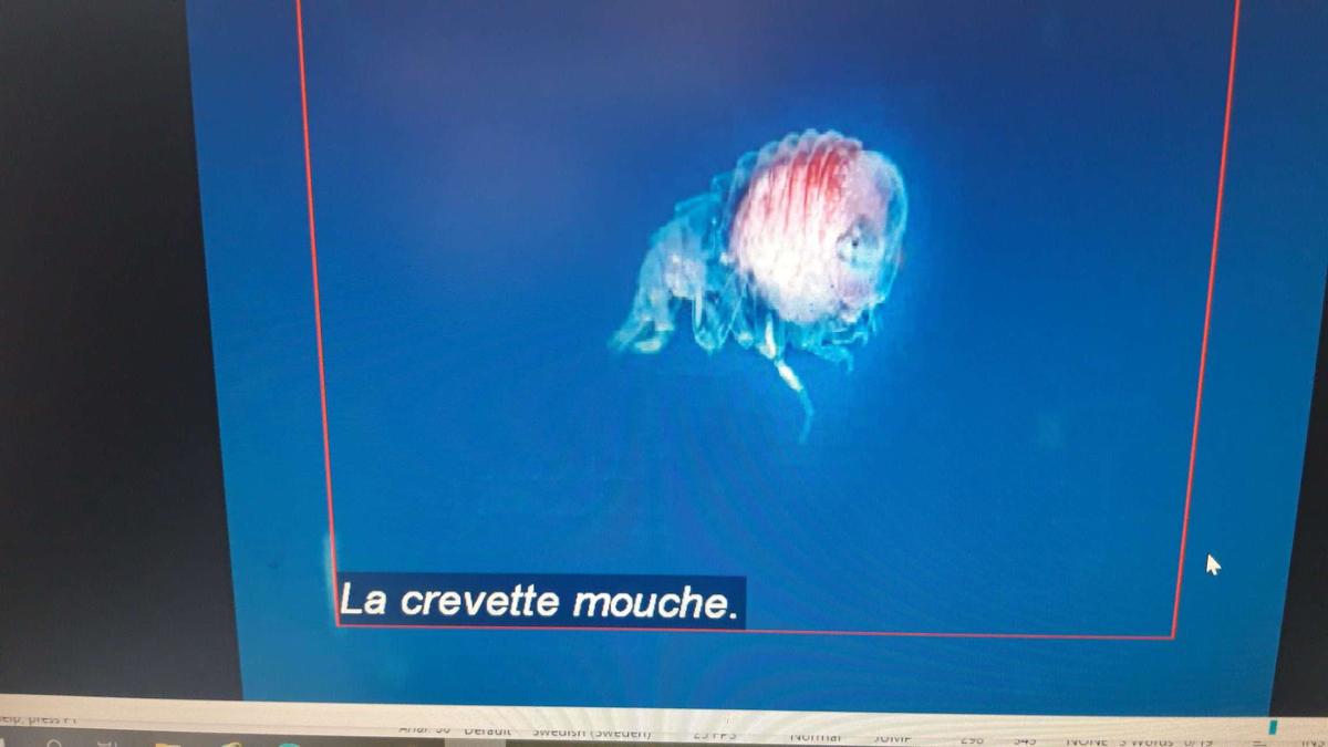 Crevette mouche - nom scientifique?