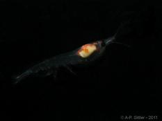 Crevette nageuse de nuit