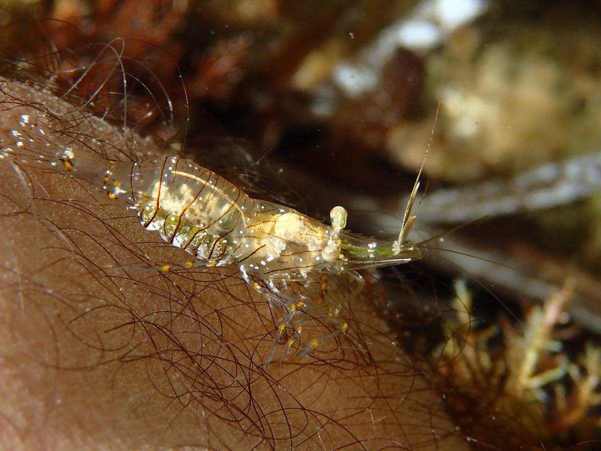 <p>Bonjour,</p><p>je confirme aussi que cette crevette a un comportement nettoyeur, peu délicat, photo prise dans une mare d'eau, 50cm, sur ma jamb...