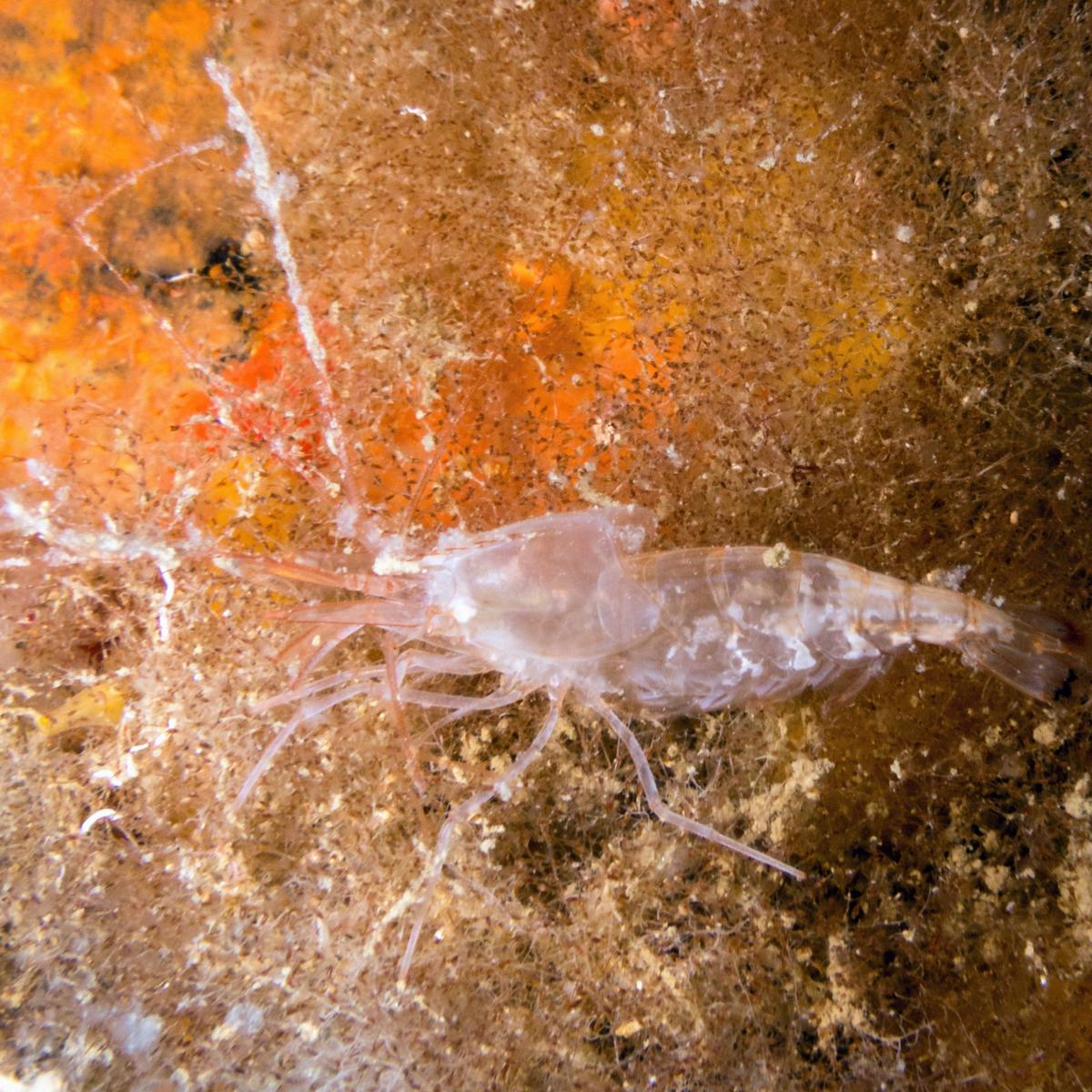 Crevette non identifiée Méditerranée occidentale