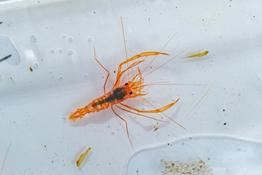 Crevette non identifiée type Stenopus?