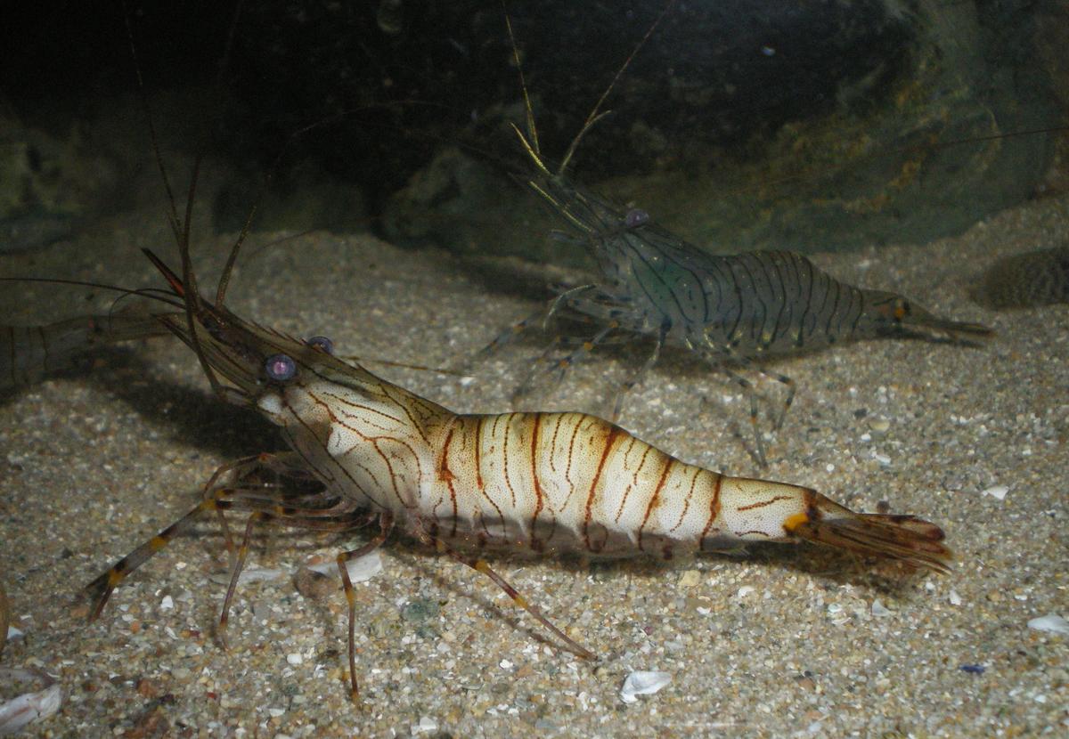 <p>Bonjour à tous, si cette photo d'une crevette Palaemon serratus peut vous intéresser !  </p>