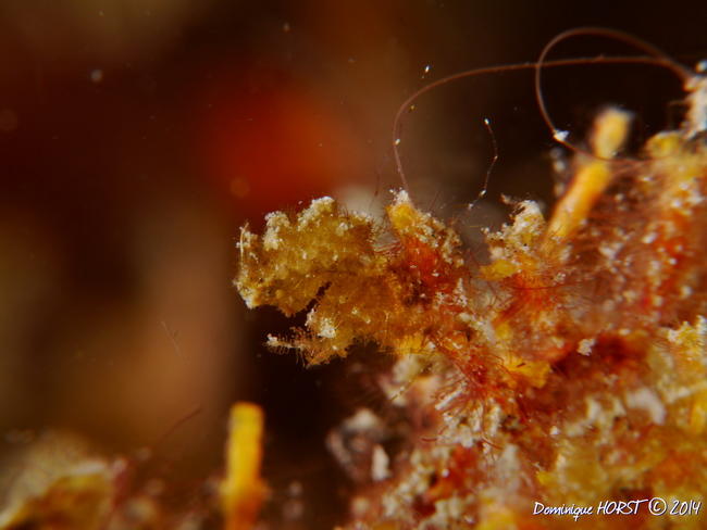 et pour illustrer ma supposition que sous hairy shrimp se cache plusieurs espèces de Phycocaris, voici la crevette brun vert qui pour doit être une...
