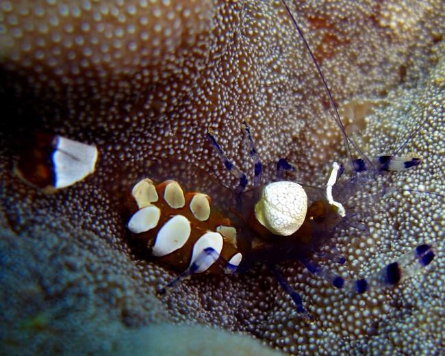 Crevette queue de paon; Periclimenes brevicarpalis