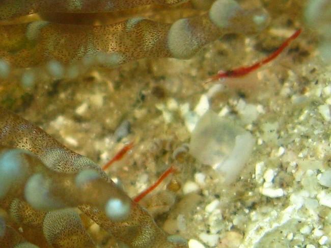 Crevette rouge des anémones serpentins (caraïbes)