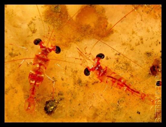 Crevette rouges nocturnes (caraïbes)