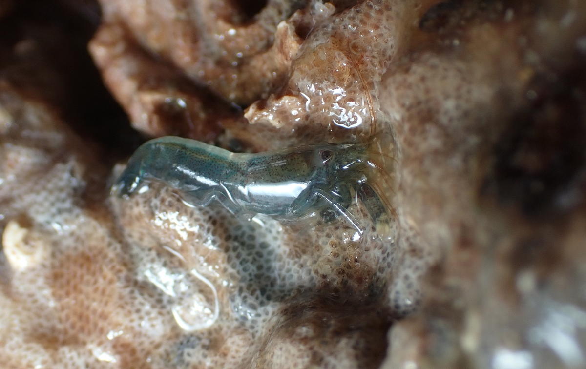 Crevette sp, Loire-Atlantique