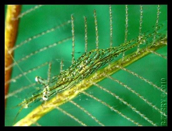 Crevette  spé. des Macrorhynchia robusta (caraïbes)