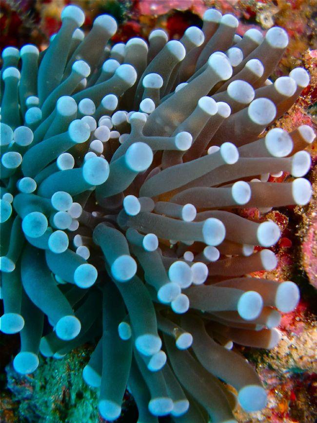 En voit-on assez sur cette photo d'un autre corail qui ce trouvait sur fonds dur pour l'identifier ?