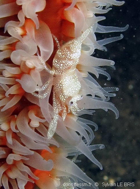 Crevette sur corail fouet