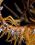 Crevette sur Crinoïde