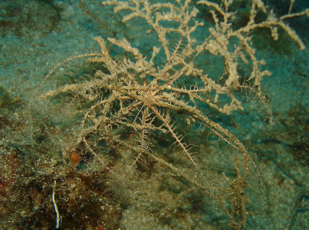 Voici une photo rare, car montrant justement <em>Leptometra phalangium</em> à une profondeur (45m) accessible aux plongeurs. Je dois faire la fiche...