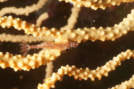 Crevette sur gorgone jaune