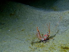 Crevette sur le sable aux Saintes-Maries (13)