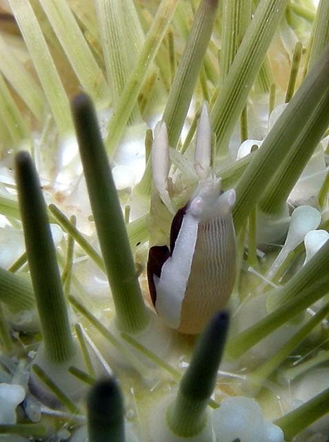 Crevette sur oursin variable