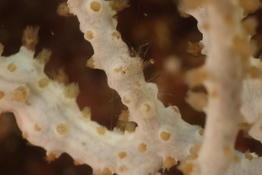 Crevette transparente