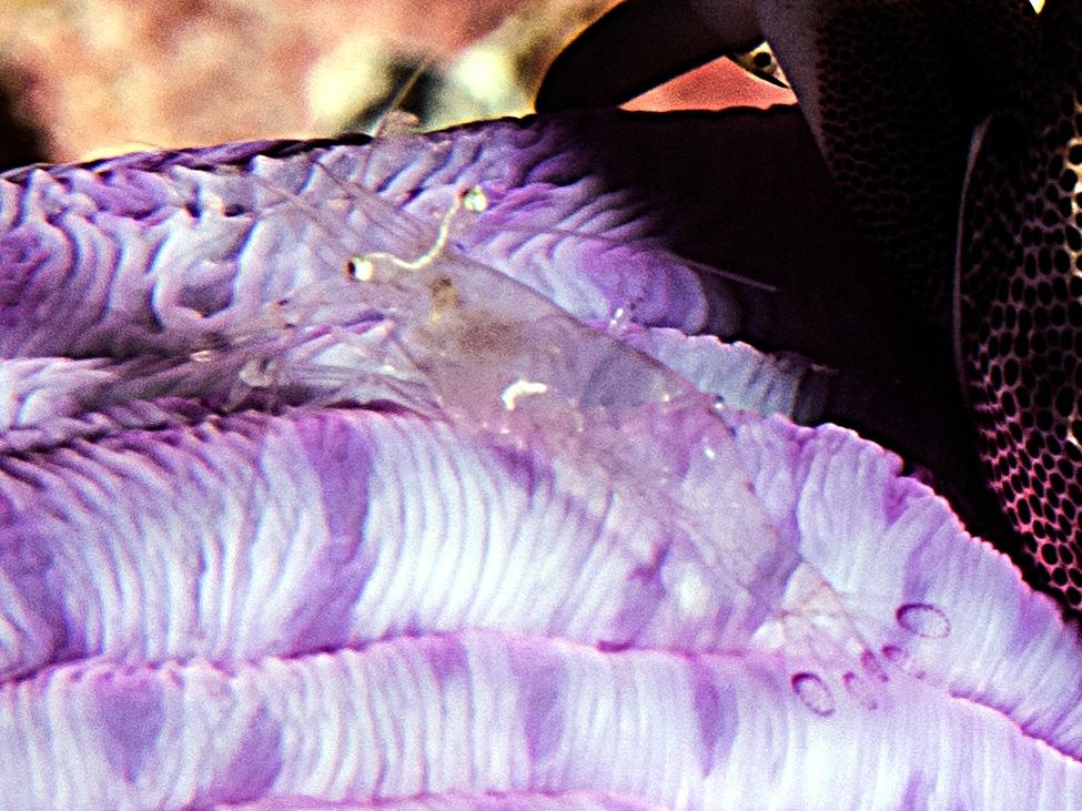 Crevette transparente sur anémone manifique