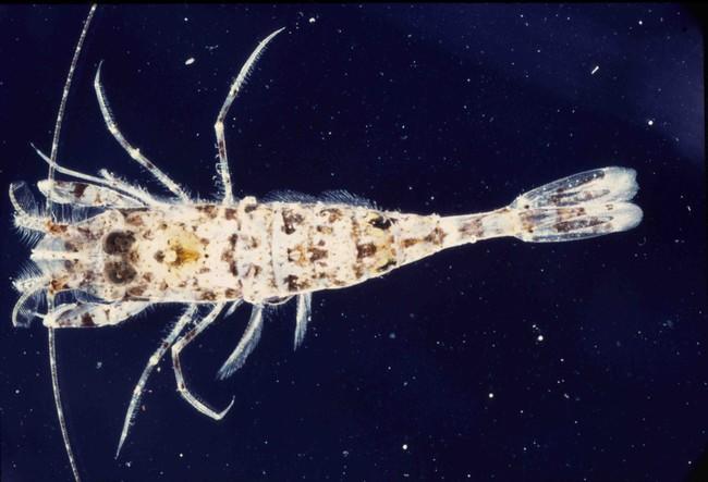 Il s'agit d'une petite crevette grise du genre <em>Philocheras</em>. Sur les côtes françaises de Méditerranée, plusieurs espèces sont possibles sur...