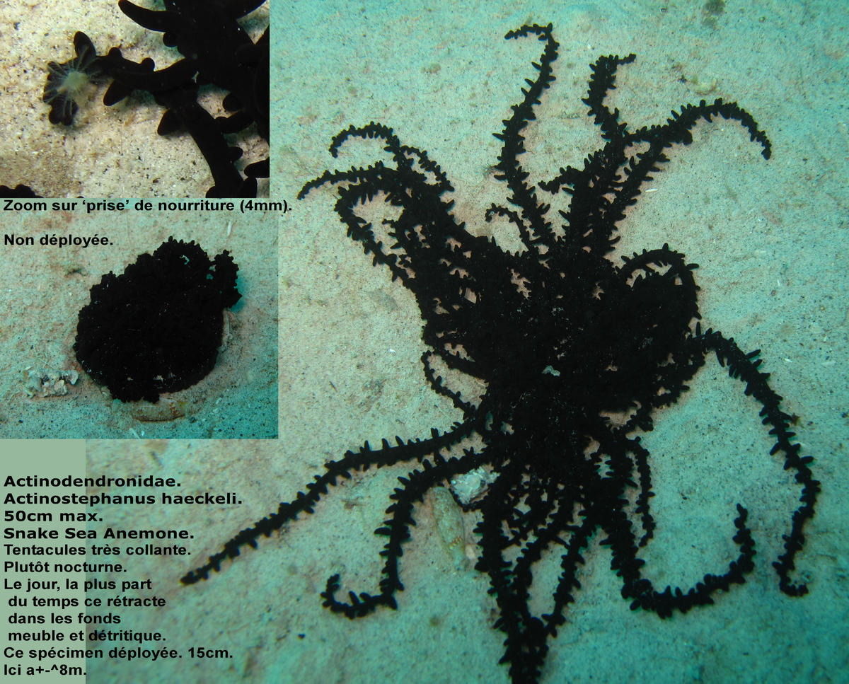 <p>Bonjour Anne. Oui pour Actinostephanus haeckeli. Ici au N.W. Indonésie.</p><p>Il me semble qu'il y a une grande variété d'apparences. <a href="h...