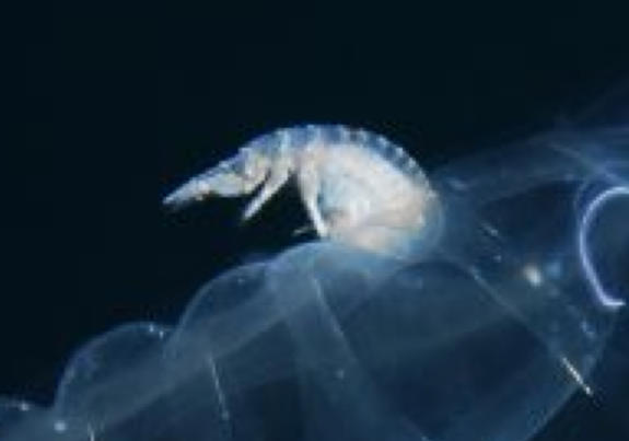 Bonjour,<br />     çà va être difficile d'identifier cette "crevette" car il y a de nombreuses espèces sur les côtes françaises de Méditerranée qui...