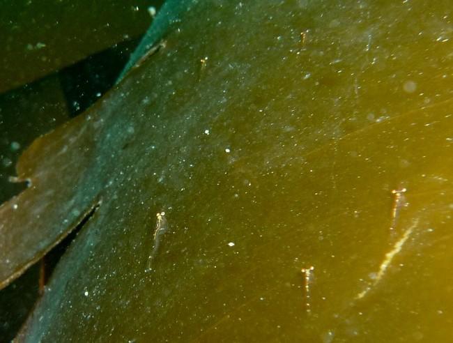 j'ai hésité à ajouter cette photo, mais ces crevettes étaient visibles à environs 20 mètres de celles de la première photo, taille et morphologie s...