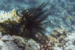 Crinoïde