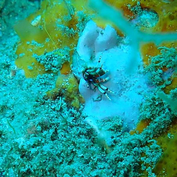 crustacé coloré semblant vivre dans des éponges et ou  des algues calcaires
