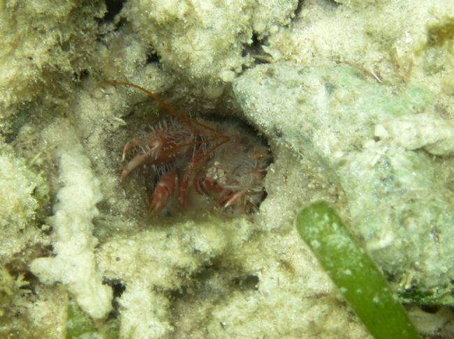Salut Franck,<br /><br />J'ai chercher long temps aussi et finallement j'ai trouver cet nom: Neaxius acanthus/Serrated lobster schrimp.<br /><br />...