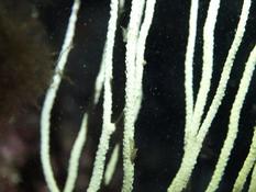 Crustacés sur gorgone blanche