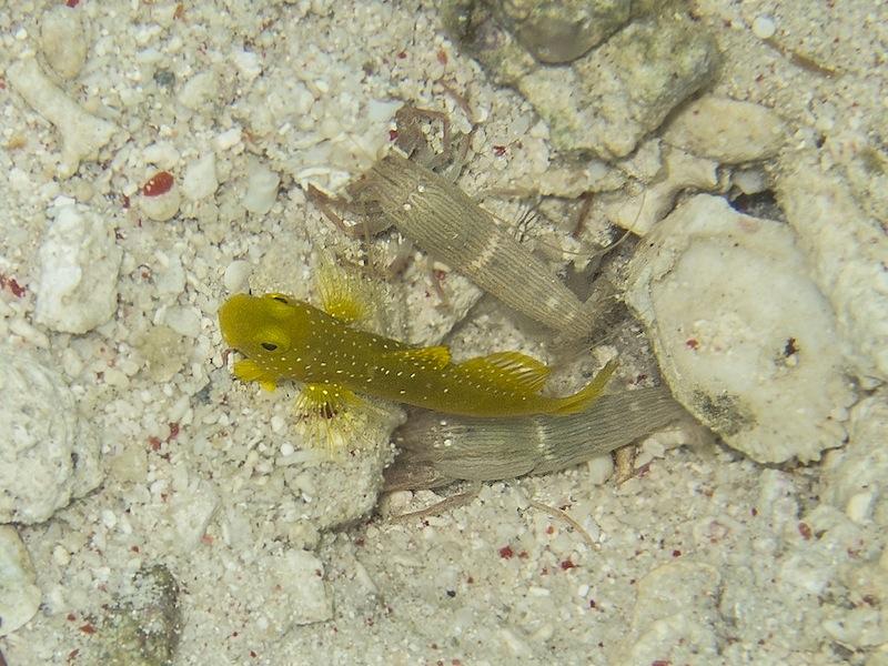 <p>Oui, c'est sans doute <em>Cryptocentrus cinctus</em> que j'ai souvent vu à Derawan dans 40 cm d'eau. Il n'est pas toujours jaune (Gris-noir) mai...