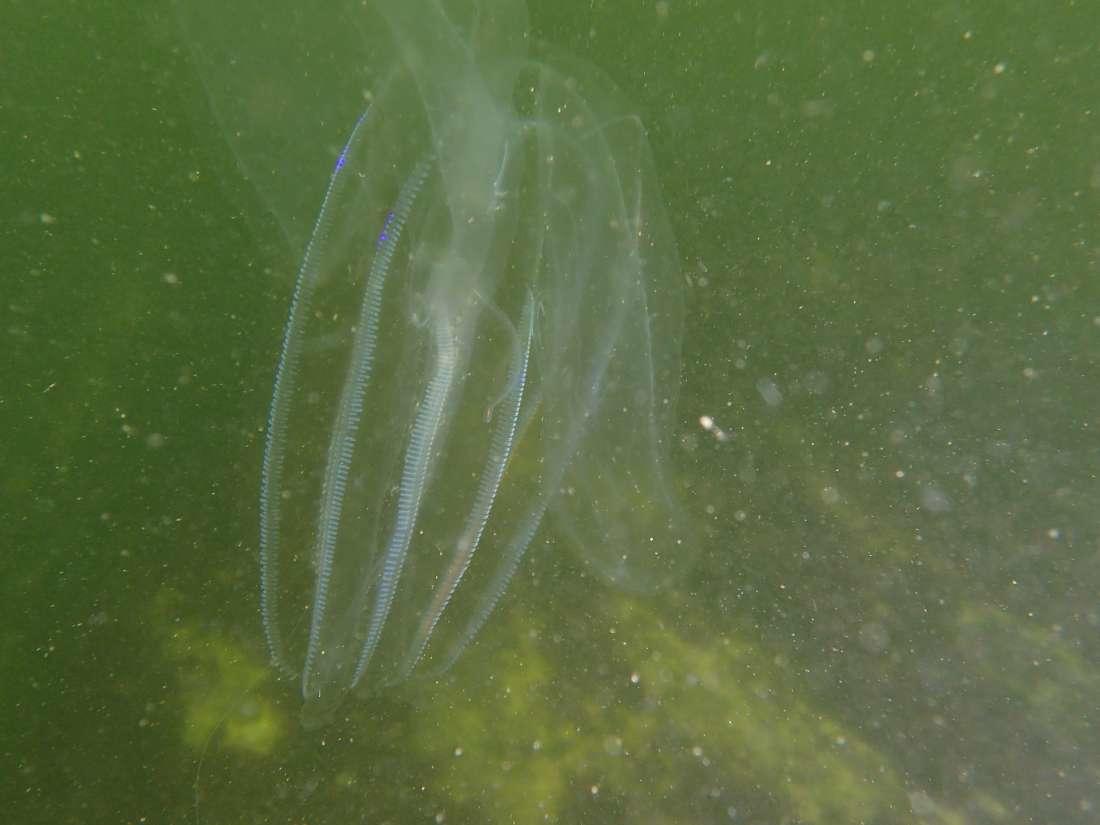 <p>Voici une autre photo, je n'ai jamais vu de longs tentacules sur les mnémiopsis. Ils étaient identiques à ceux au milieu du corps de l'individu...