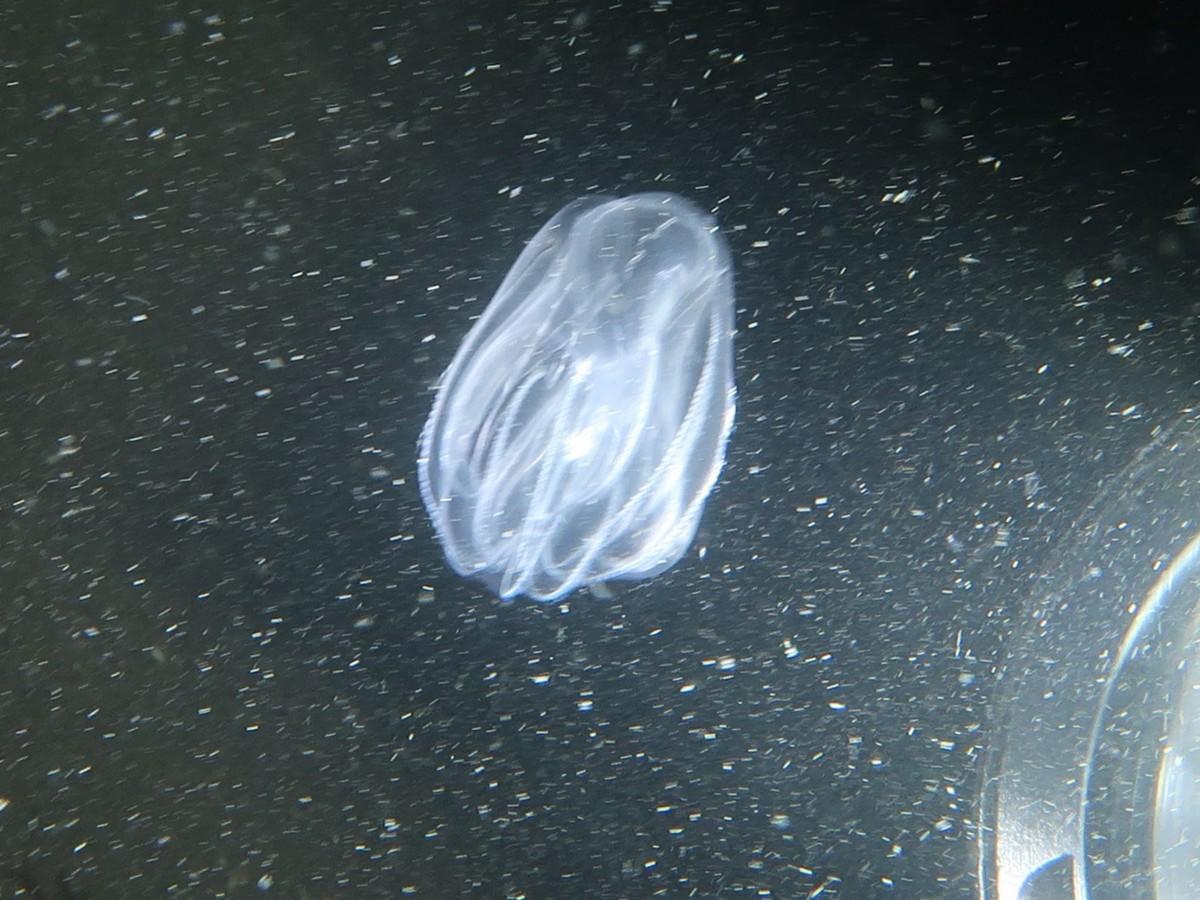Cténaire identifiable ?