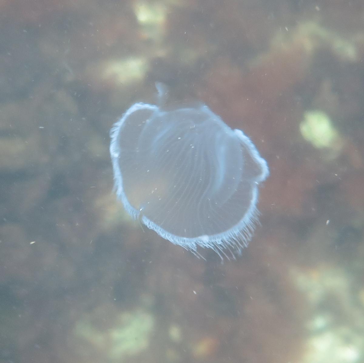 <p>J'en ai aperçu 4 ou 5 parmi une nuée d'aurelie et de pleurobrachia, voici une autre photo de l'espéce quand il s'ouvre, ça ressemble à un cnidai...