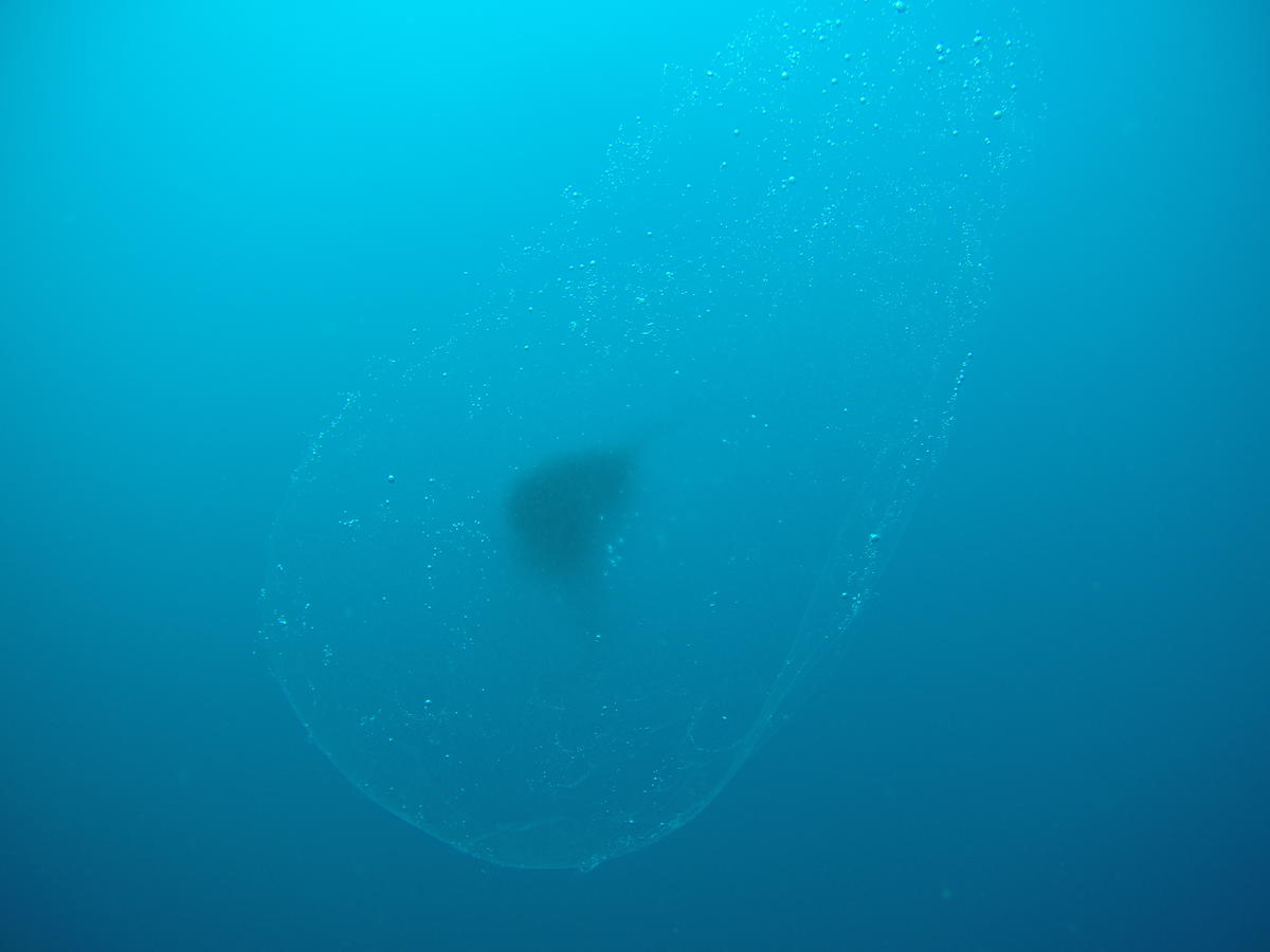 cténaire ? ou un Alien?