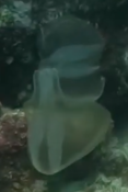 Cténophore?