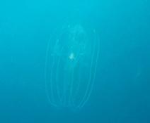 Ctenophore : Bolinopsis ou Beroe ? ... ou autre 