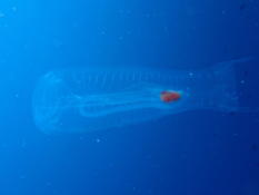 Cténophore géant