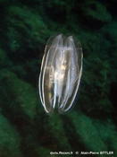 Cténophore (Méditerranée)