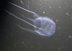 cuboméduse mahoraise