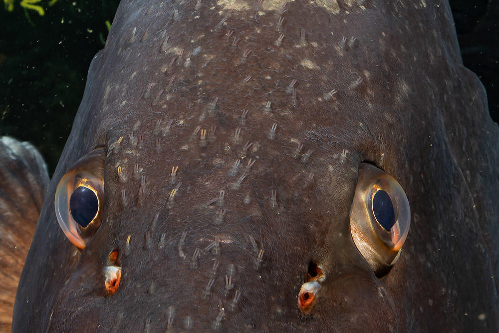 curieuses choses sur ce mérou