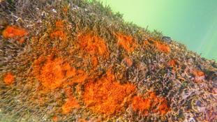 Curieux petits tubes dressés à identifier...