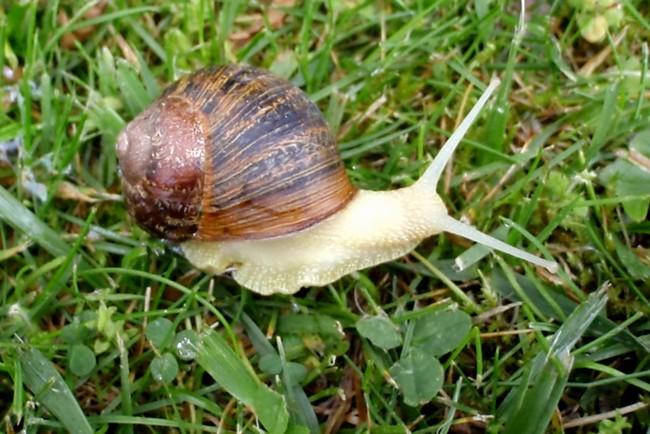 Curiosité de mon jardin