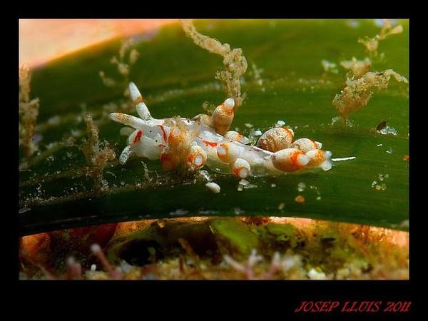 Cuthona ou Eubranchus