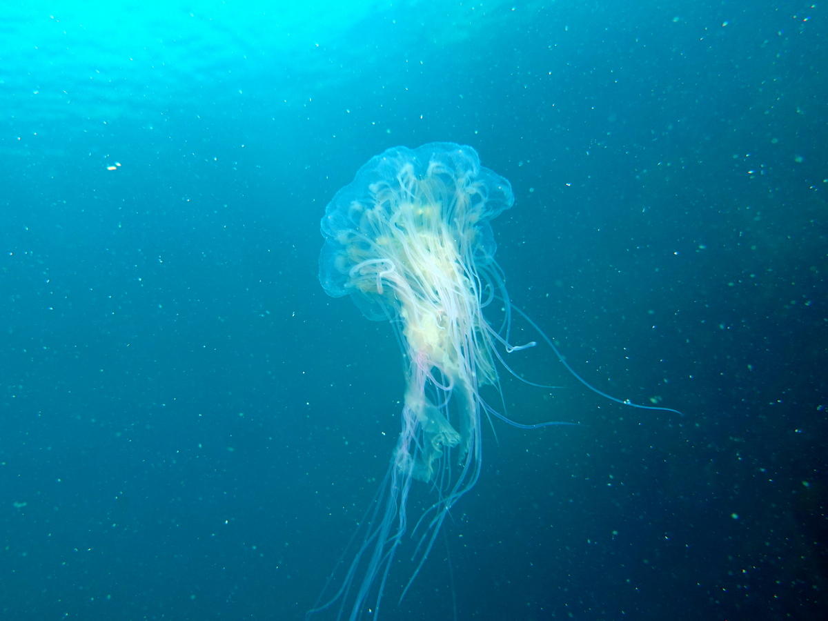 Cyanea lamarckii ? A Ouessant